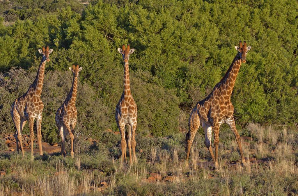 Ko Ka Tsara Bush Camp Villa Beaufort West Luaran gambar