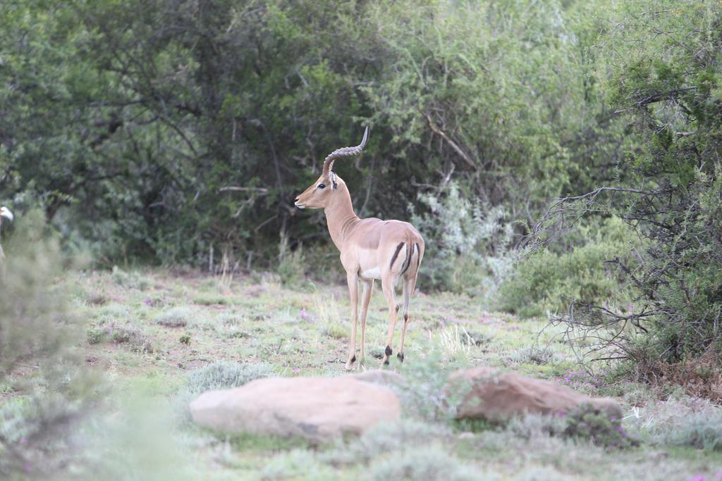 Ko Ka Tsara Bush Camp Villa Beaufort West Luaran gambar